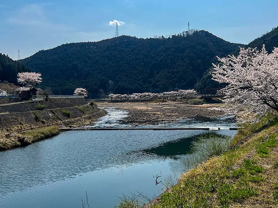大堰川の魚釣り