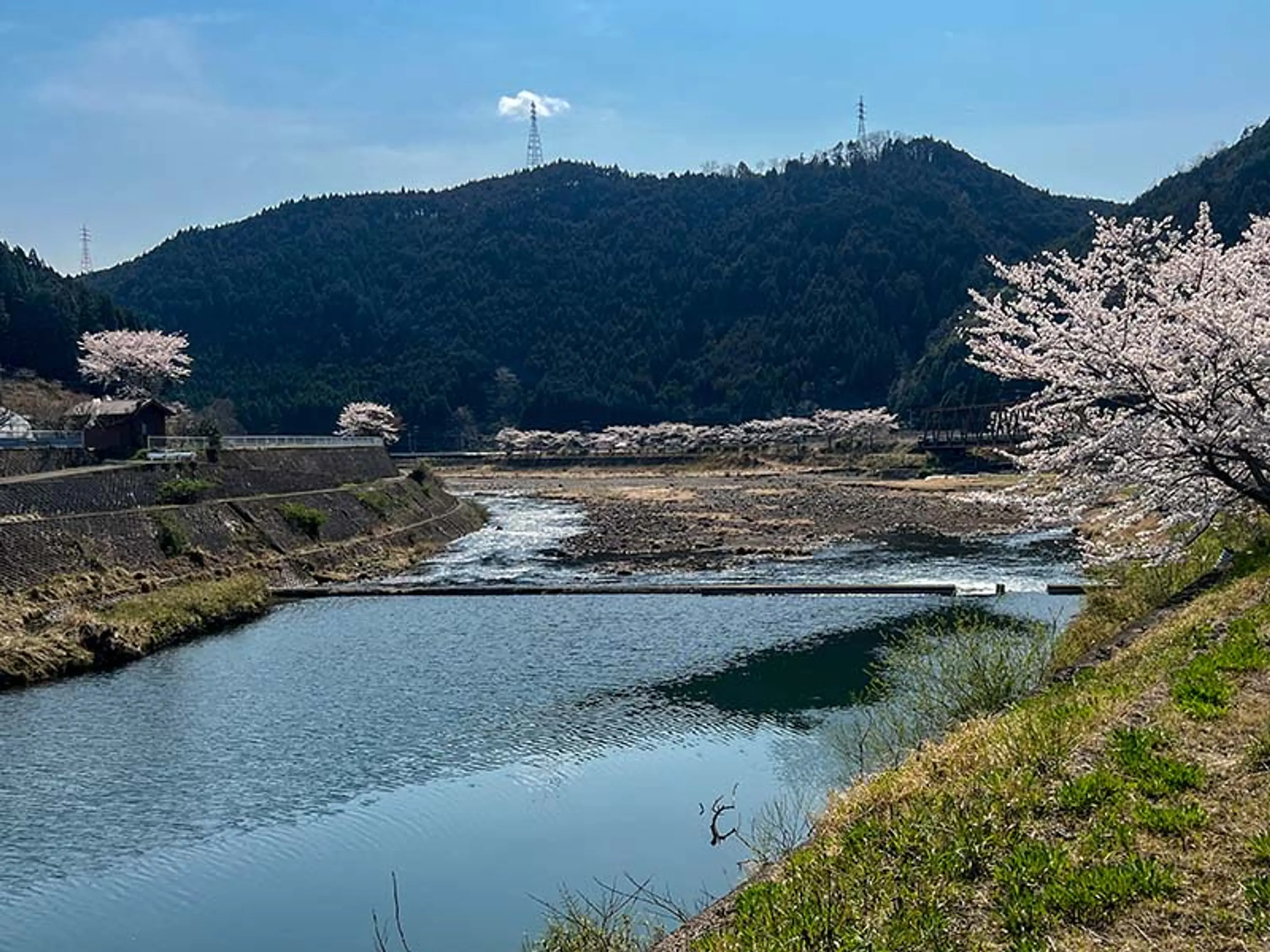 大堰川の魚釣り