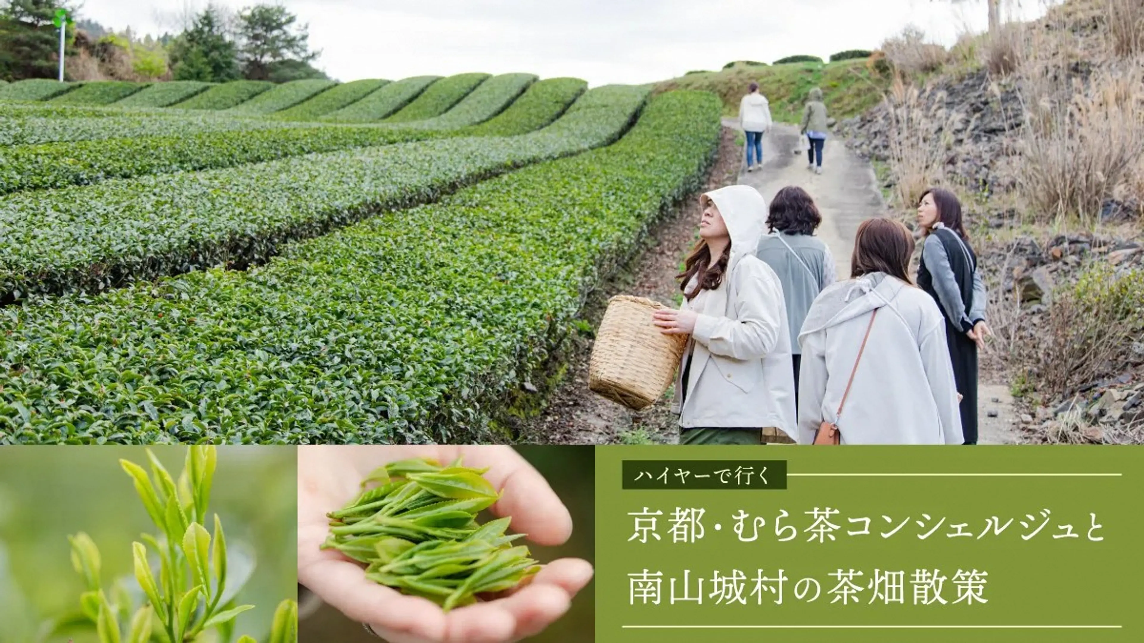 【ハイヤーで行く】南山城村の茶農家さんと茶畑散策+飲み比べ体験+茶話会