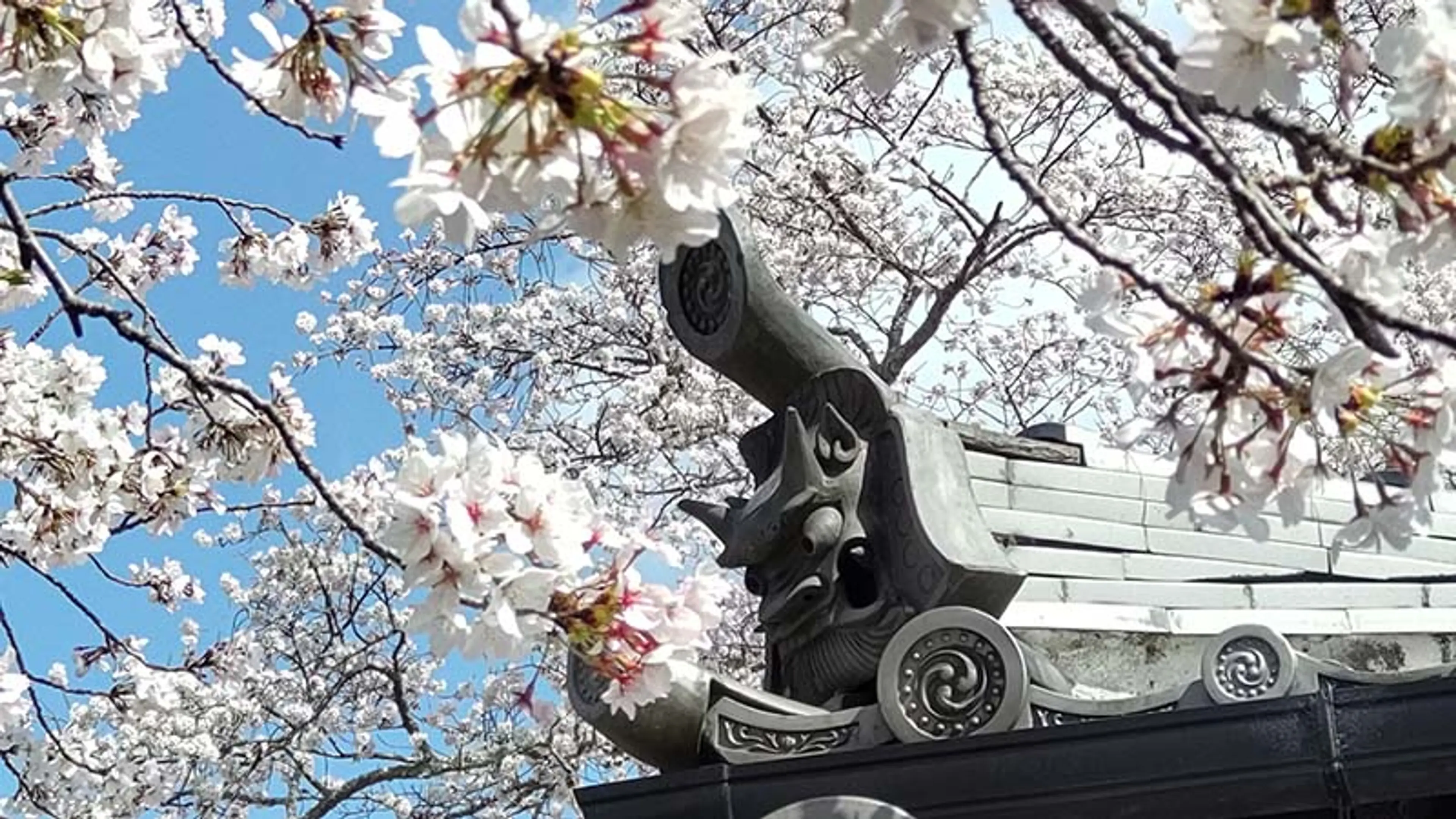 2_春桜.jpg