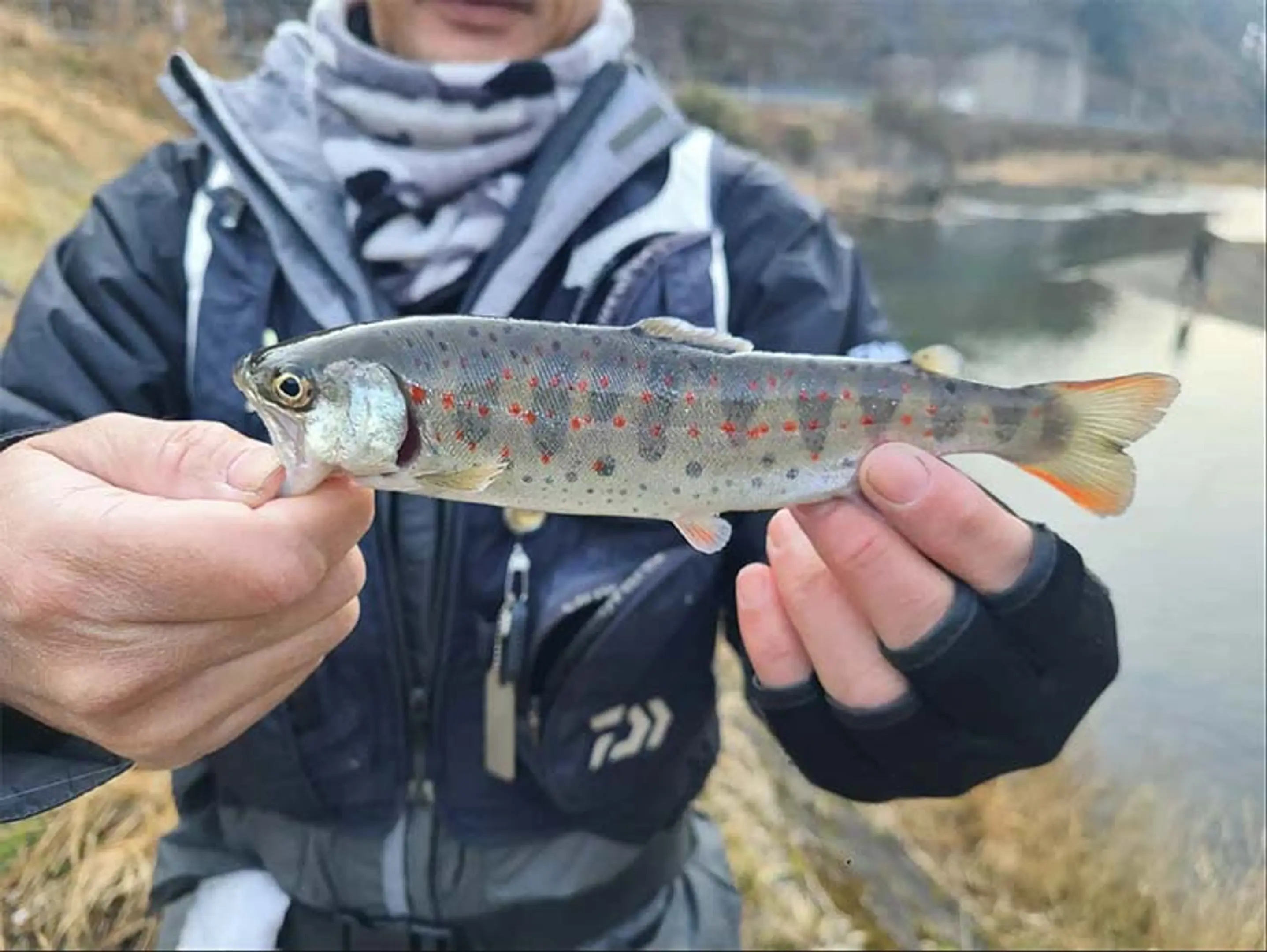 美山あまご釣り体験