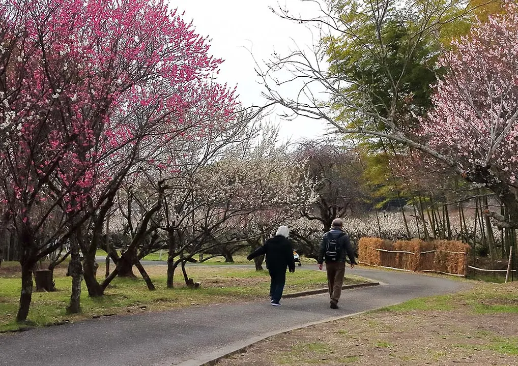 907 城陽市　梅まつり写真.JPG