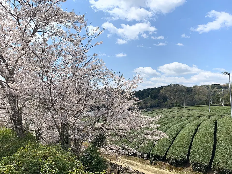 【石寺・高橋】桜
