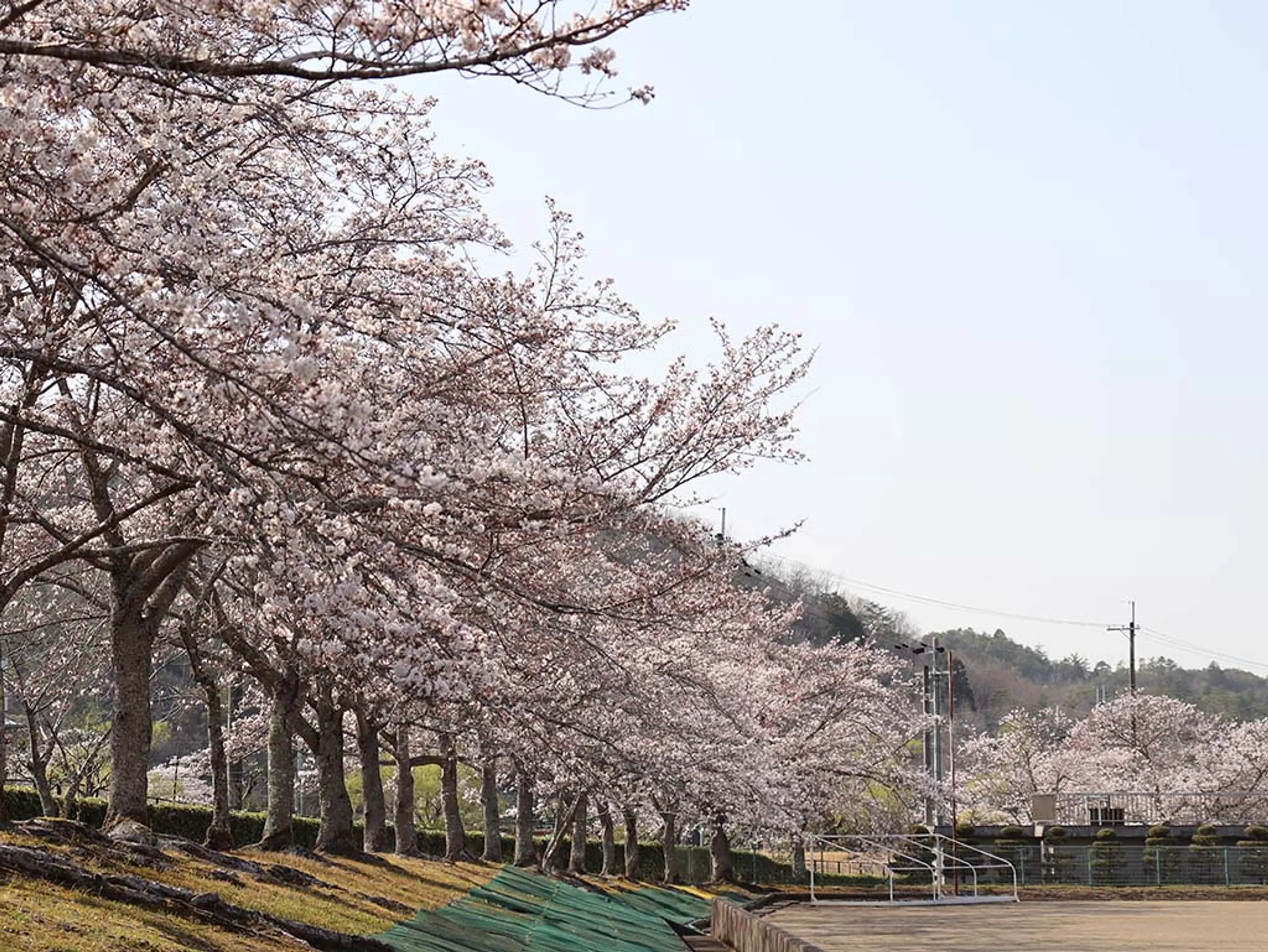406 京丹波町　グリーンランドみずほ桜.JPG