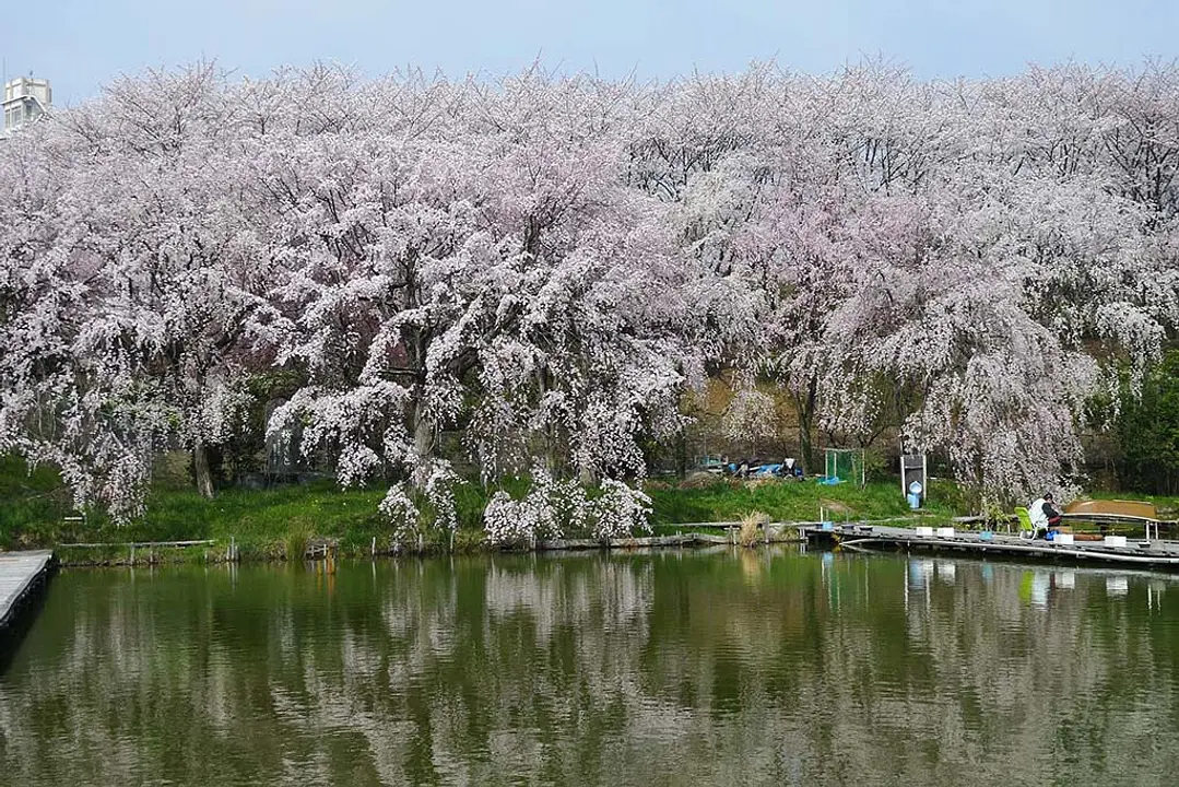 【さくら近隣公園】桜