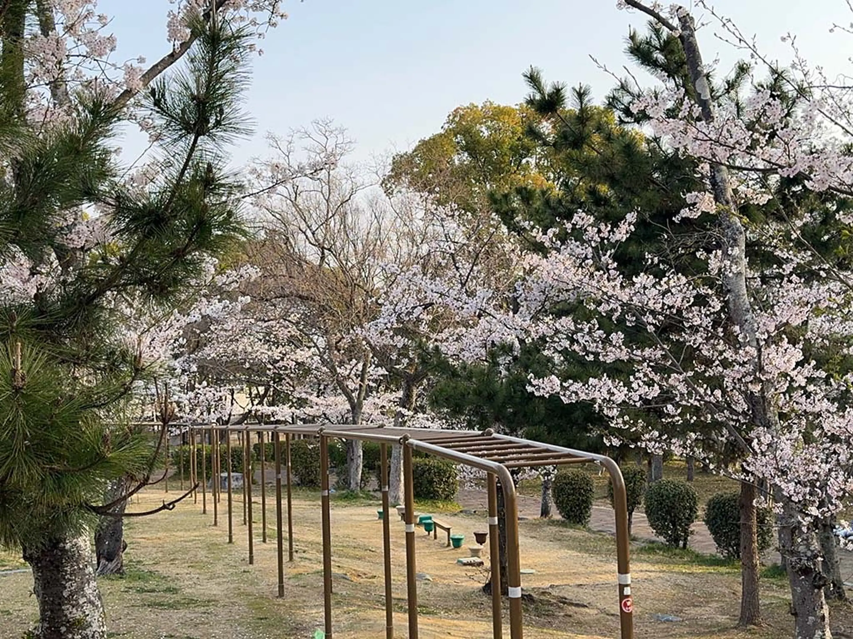 さくら近隣公園②.JPG