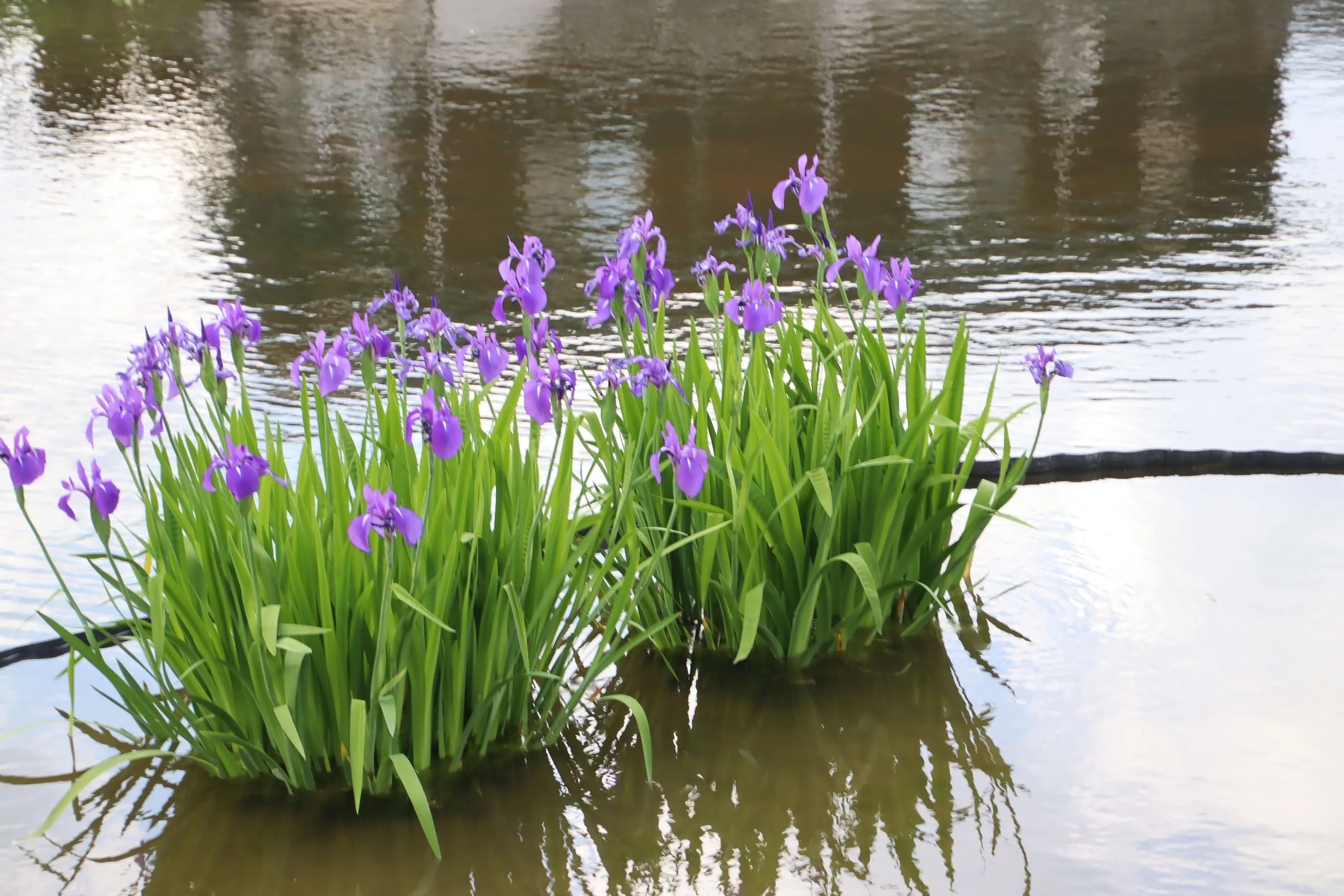 933 カキツバタ.jpg