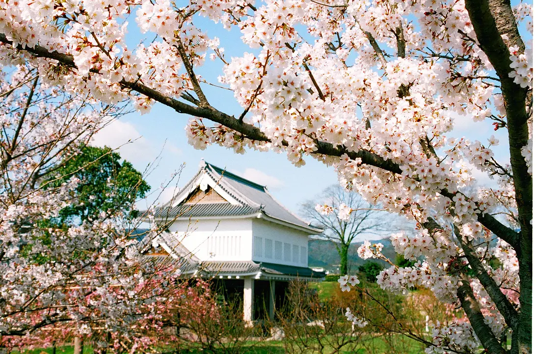 【勝竜寺城公園】桜