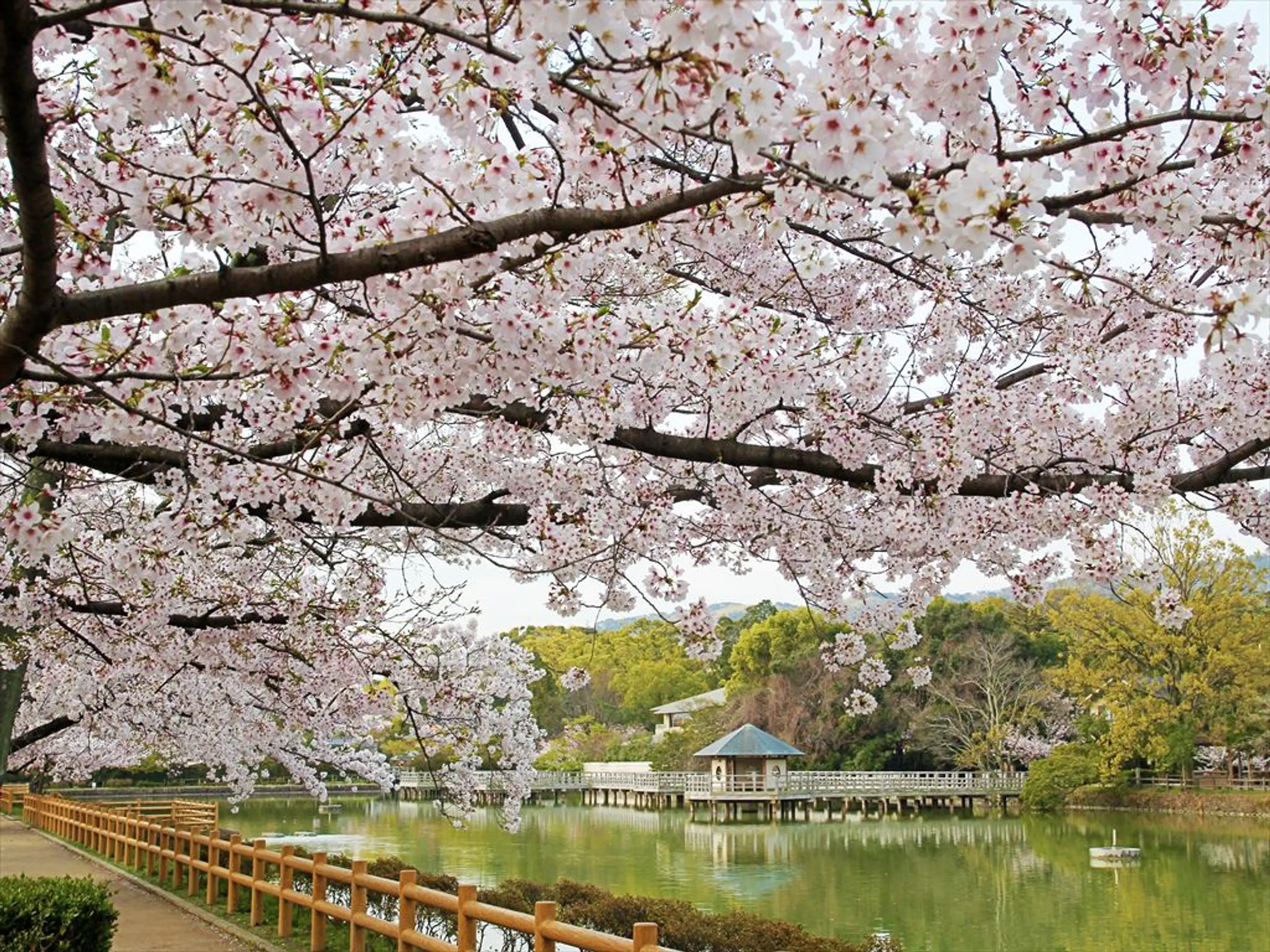 1137【長岡天満宮】八条ヶ池・桜_R.jpg