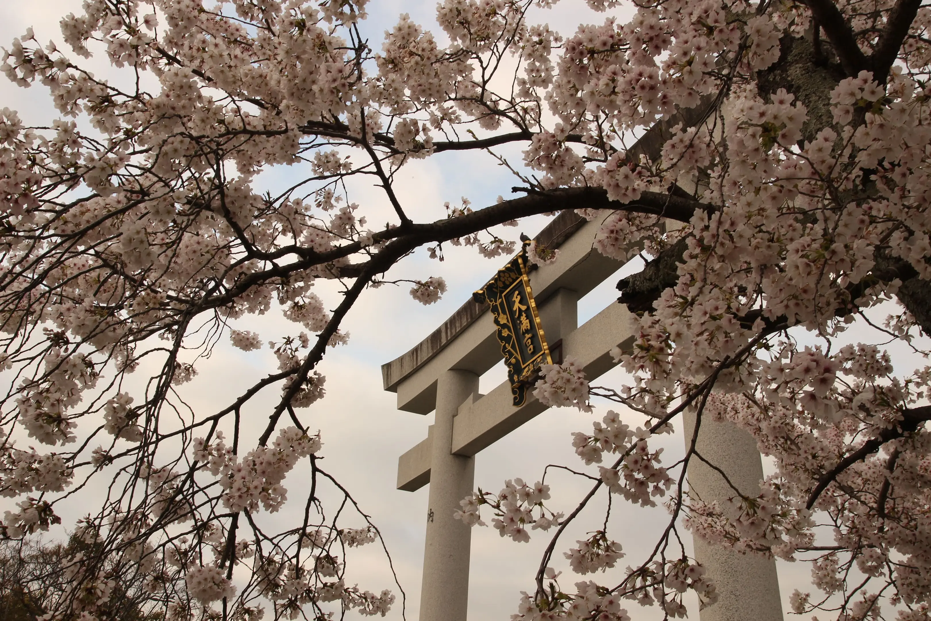 1137【長岡天満宮】桜　鳥居　IMG_7803.jpg