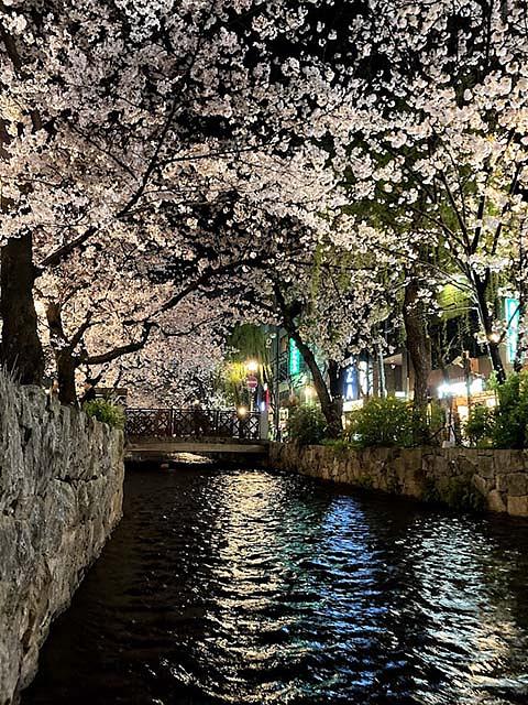 3月末には高瀬川沿いのサクラが満開となり、木屋町界隈は夜も花見客で賑わう