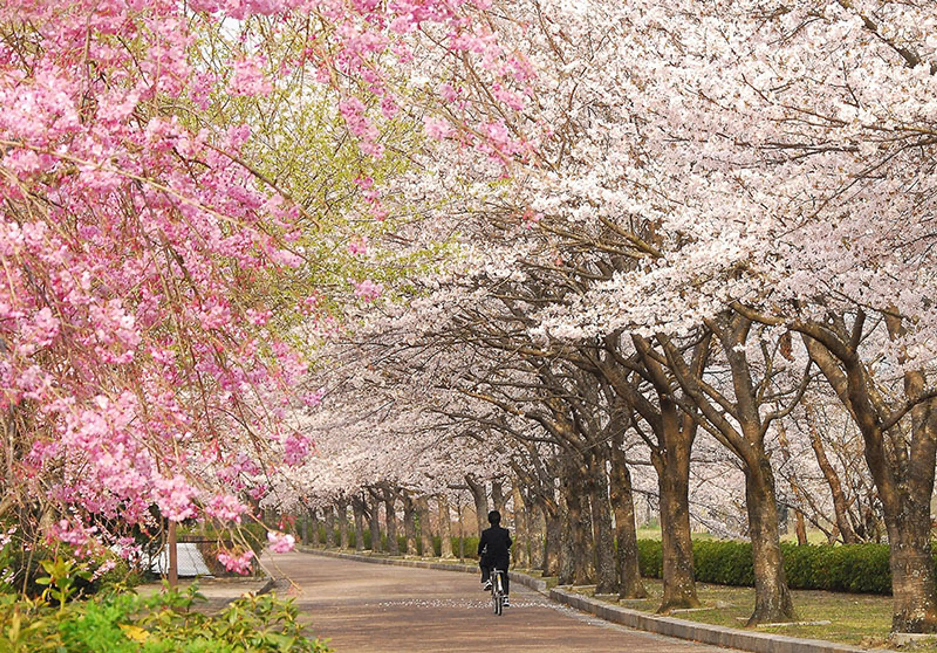 【和らぎの道（七谷川沿い）】桜