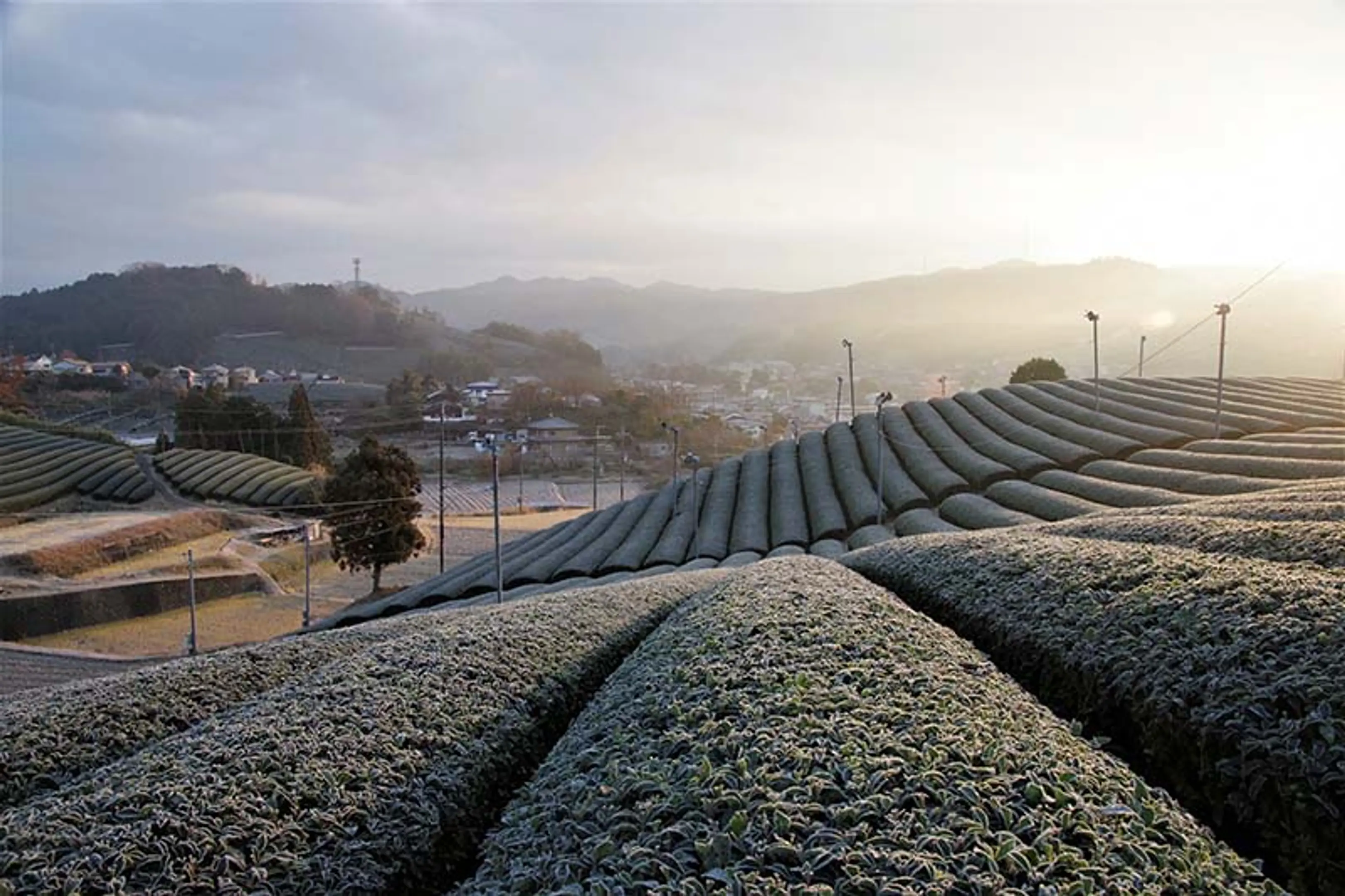 茶畑トレイル＆選べる和束ティーリトリート／冬のプライベート旅