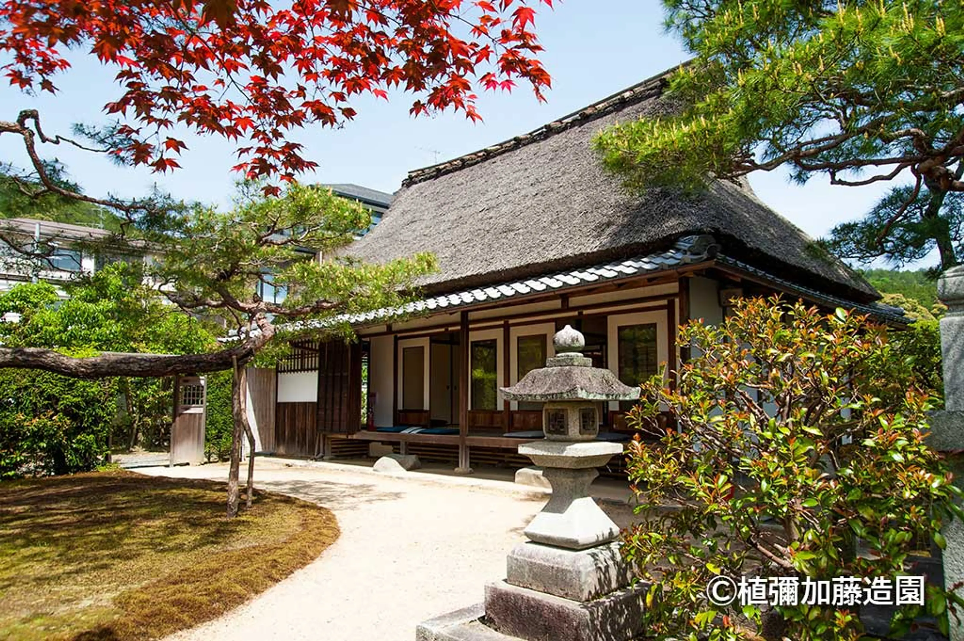 主屋赤モミジ_Main-Japanese-Building-Red-Maple_クレジット付き.jpg