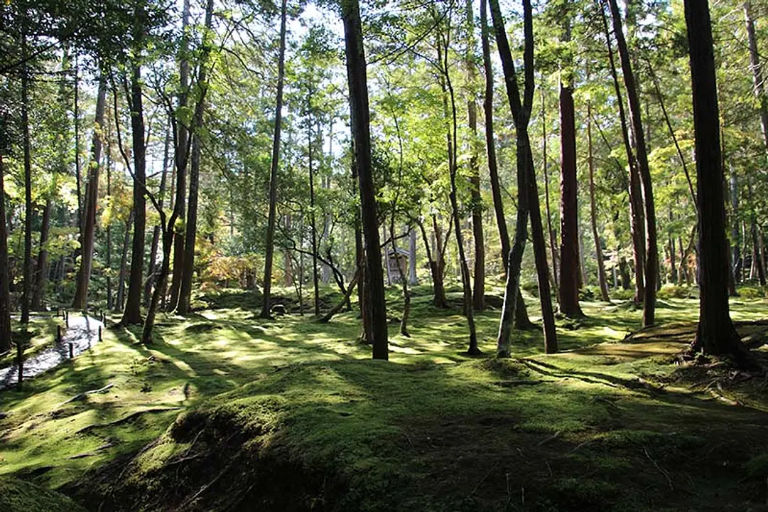 西芳寺(苔寺)庭園写真.JPG