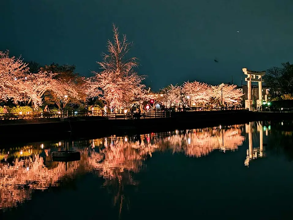 長岡京春の観光まつり～八条ヶ池　桜ライトアップ ～