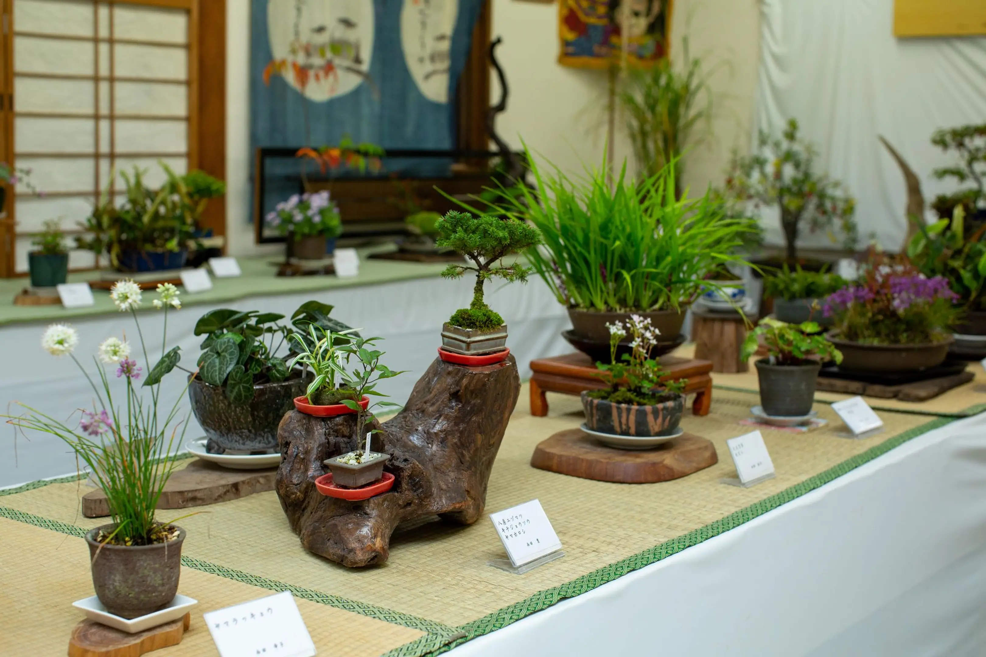 3879 わち山野草の森2.jpg