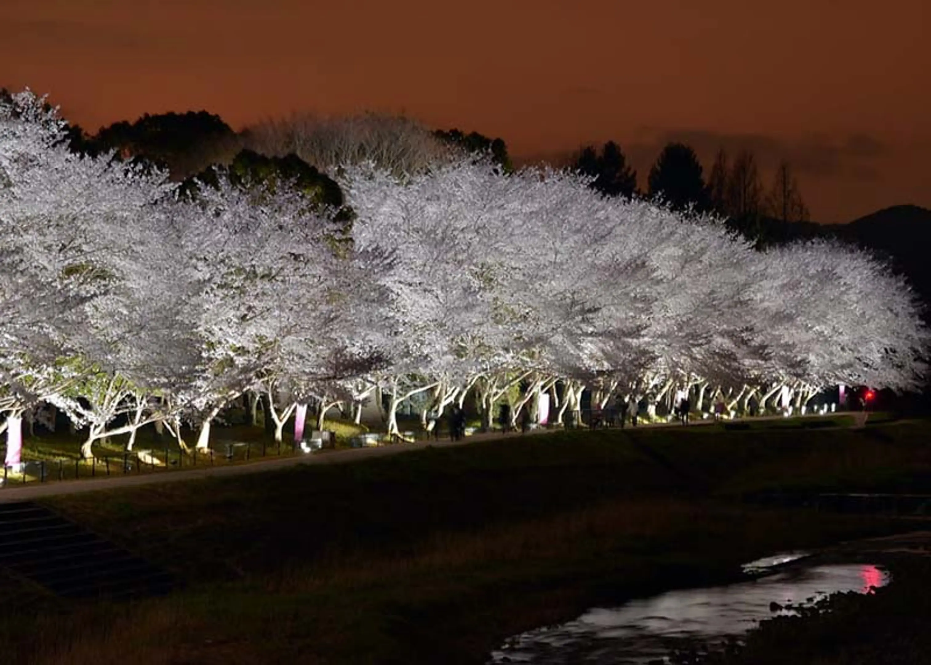 【亀岡運動公園】桜