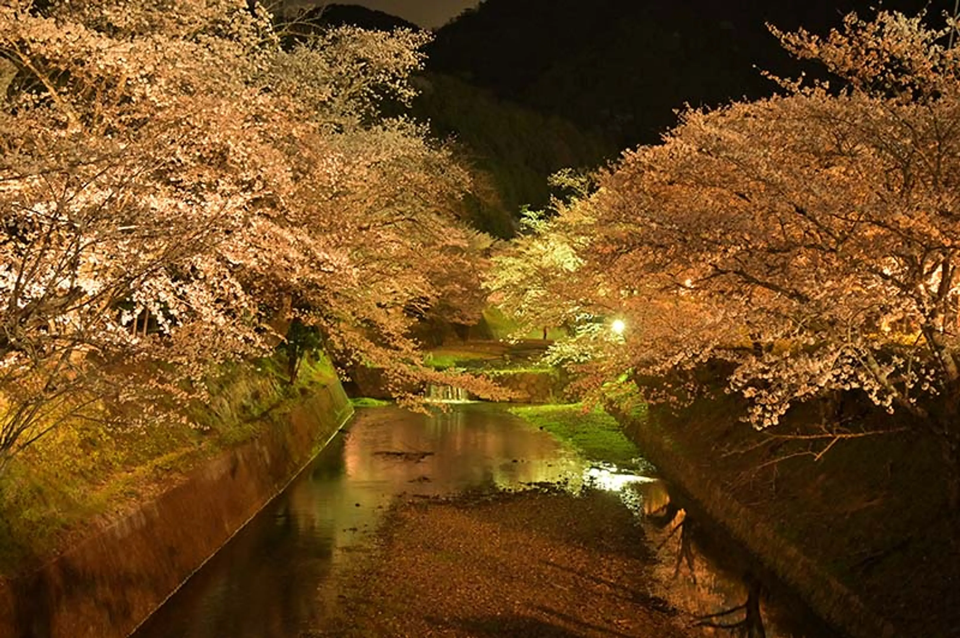 【和らぎの道（七谷川沿い）】桜