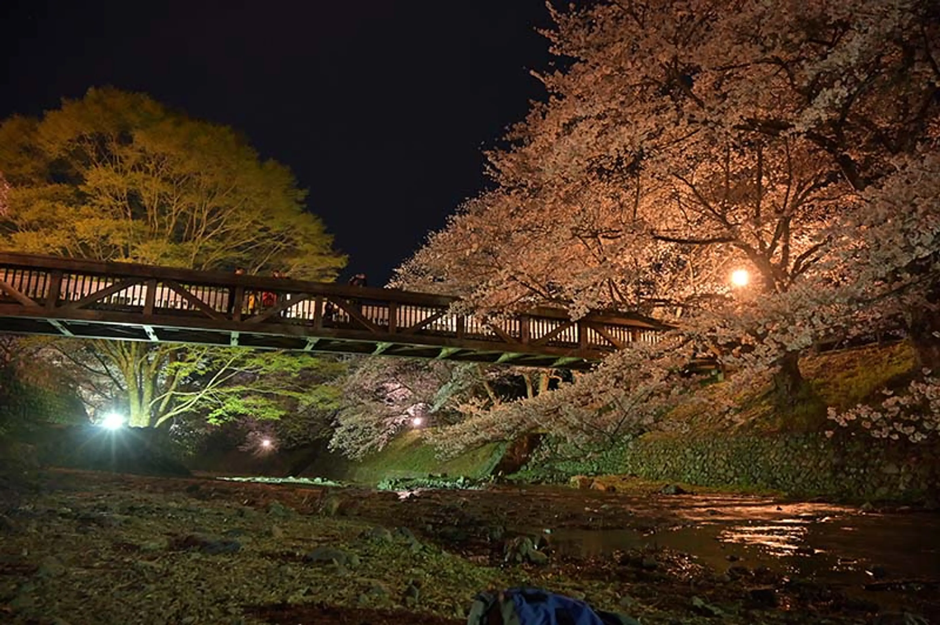 【和らぎの道（七谷川沿い）】桜