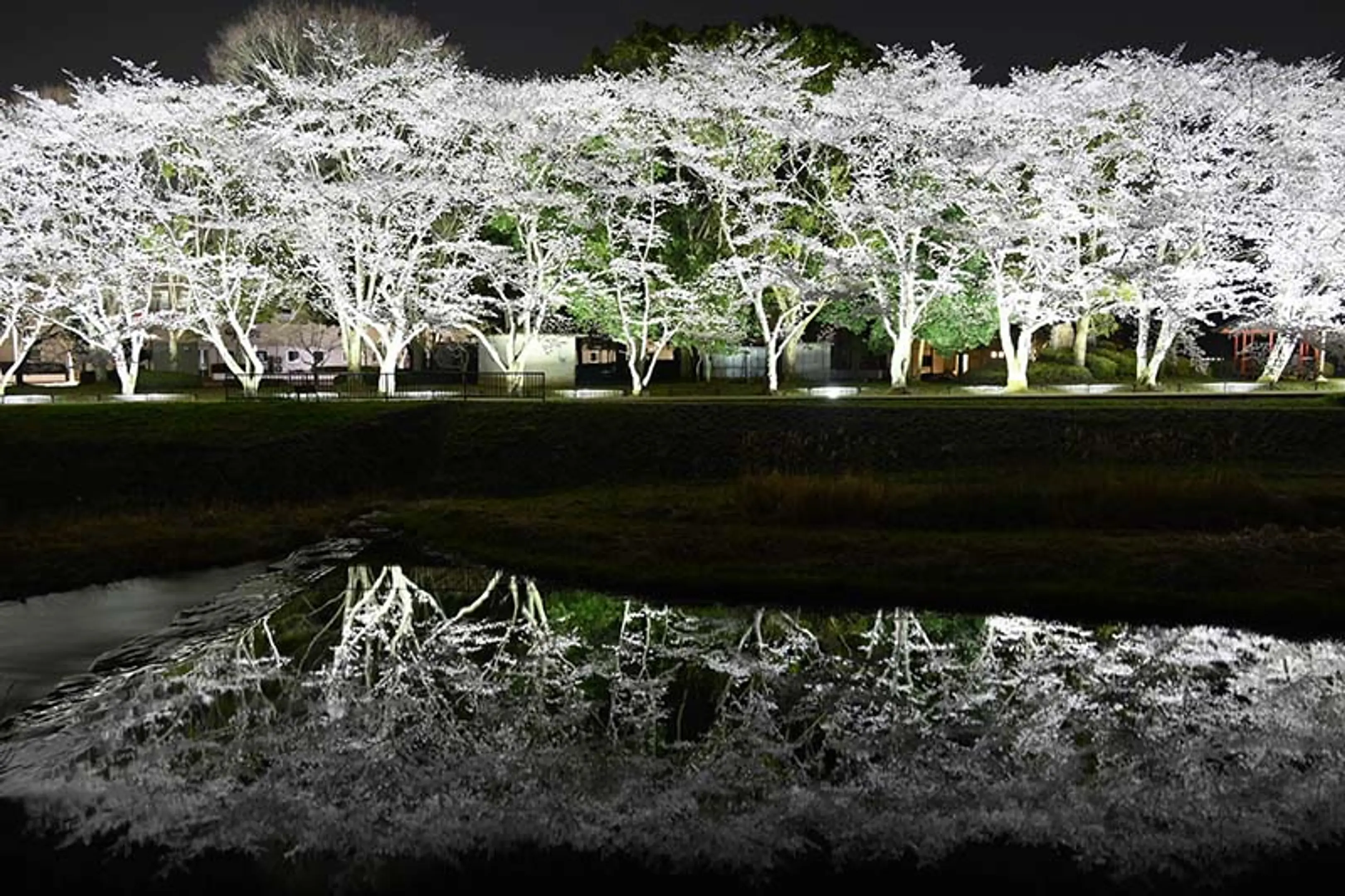 【亀岡運動公園】桜