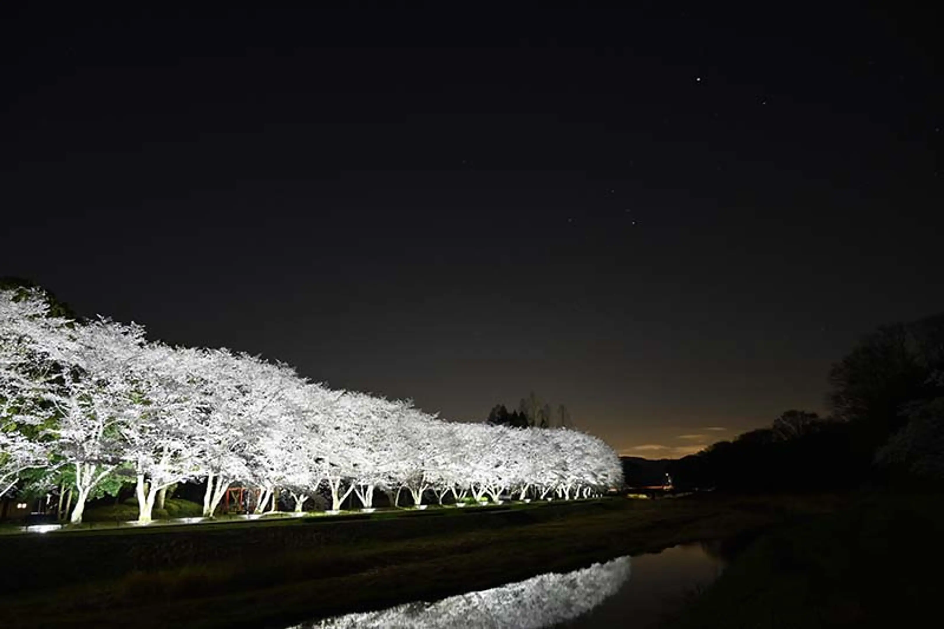 【亀岡運動公園】桜
