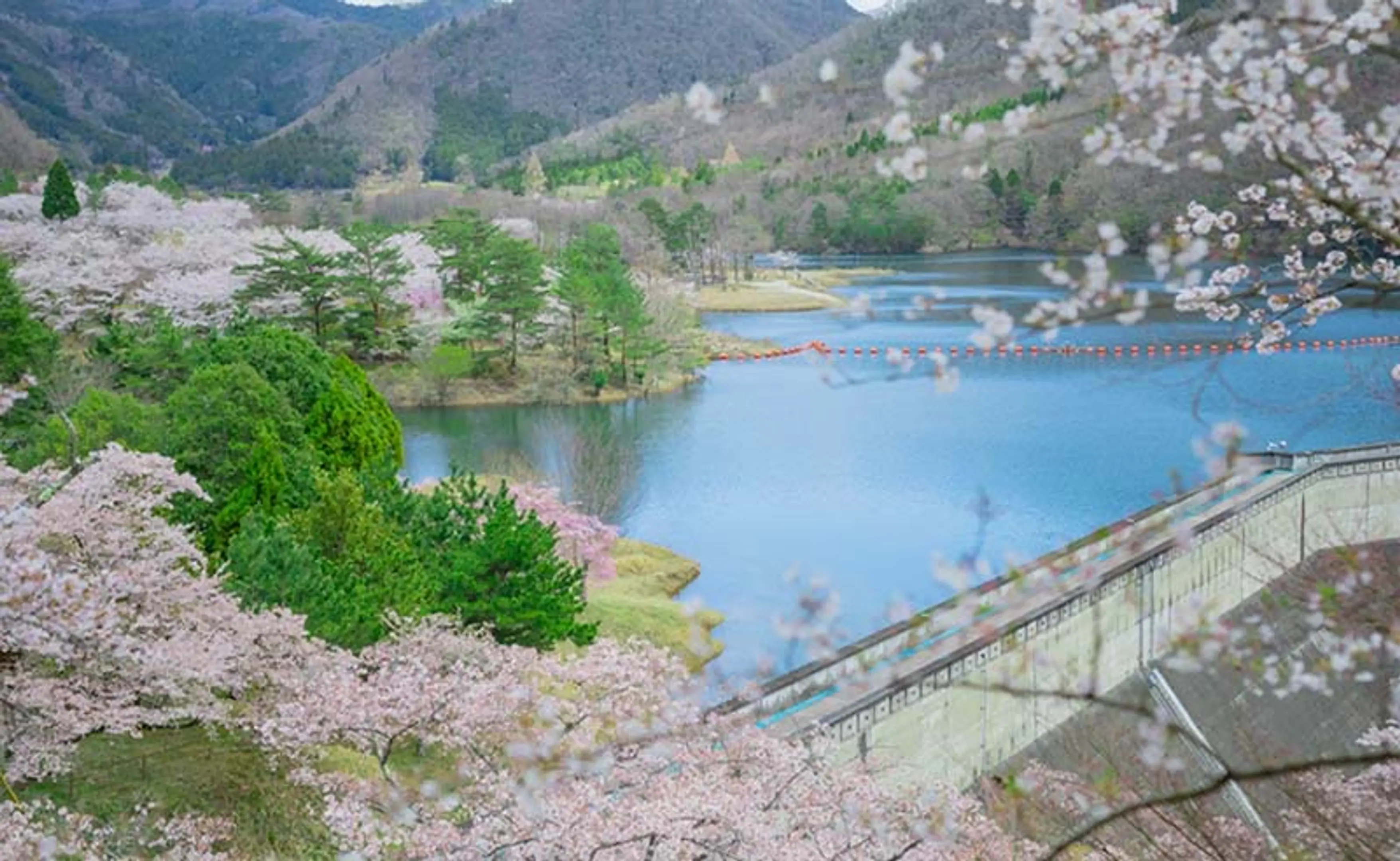 《京都駅発着》春の京都美山へ　湖畔に咲く約1,000本桜・大野ダムとかやぶきの里を訪ねる日帰り旅