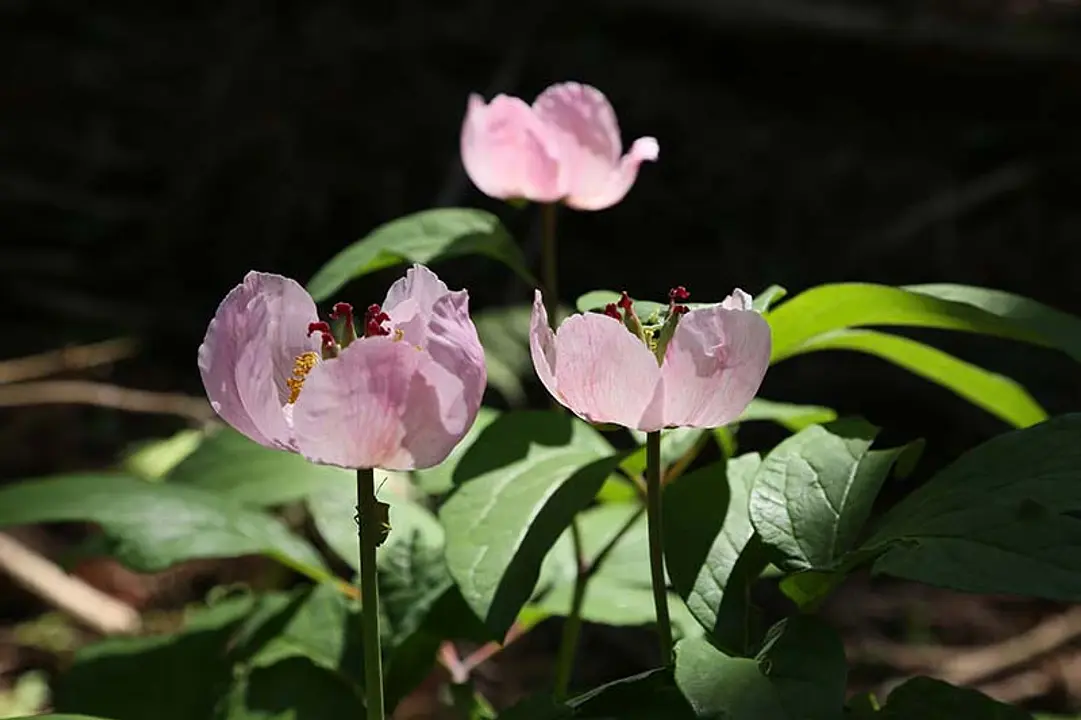  《京都駅発着》美山ベニバナヤマシャクヤク鑑賞と山野草苑散策ツアー