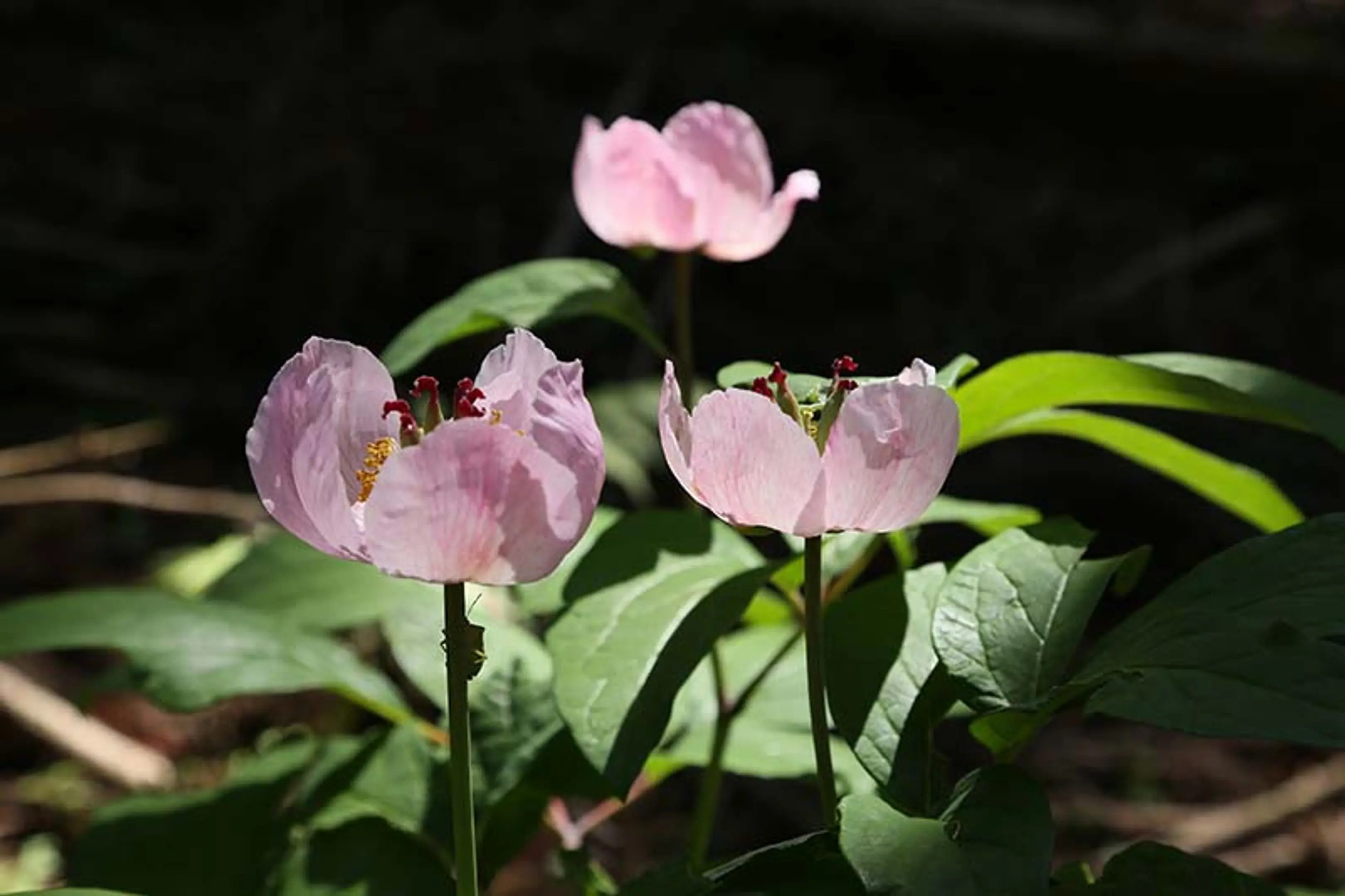  《京都駅発着》美山ベニバナヤマシャクヤク鑑賞と山野草苑散策ツアー