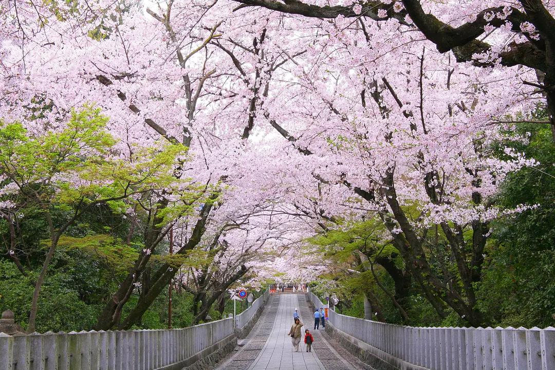 【向日神社】桜
