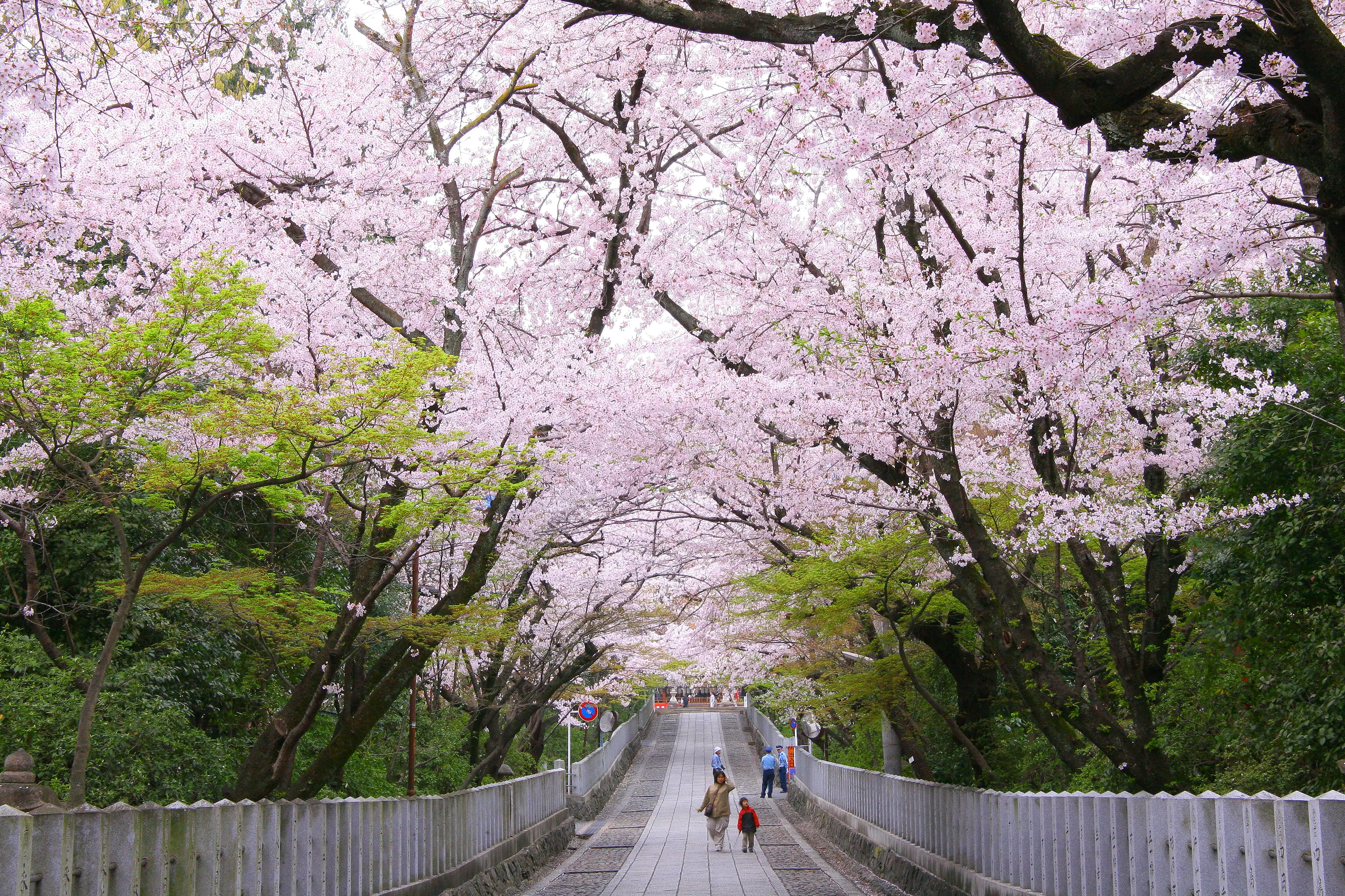 01向日神社.JPG