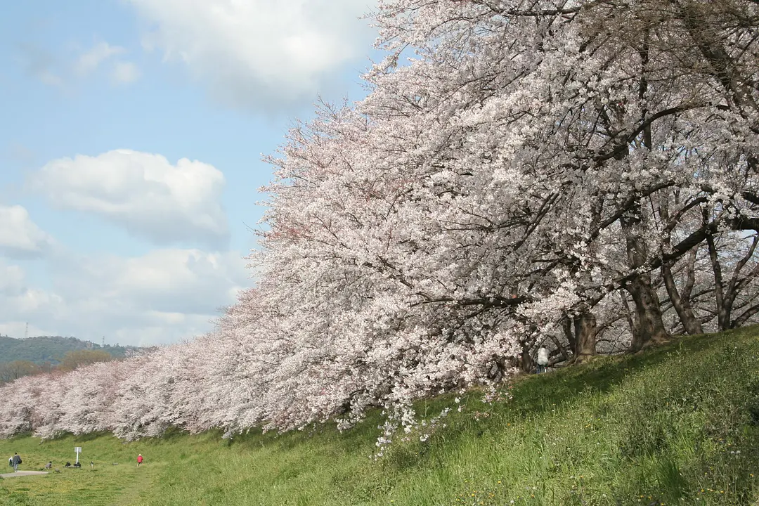 【淀川河川公園背割堤地区】桜