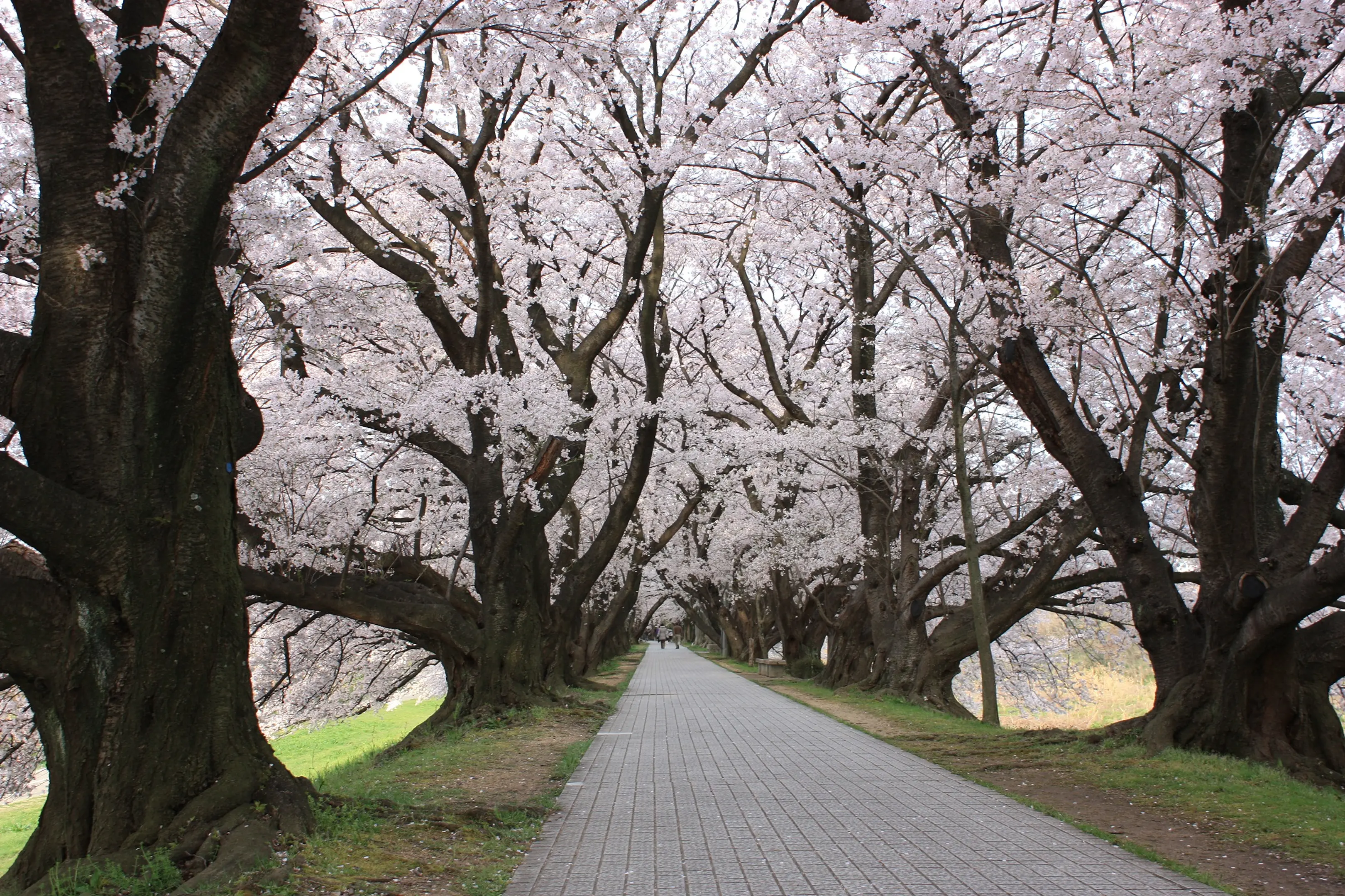 背割堤の桜①.JPG