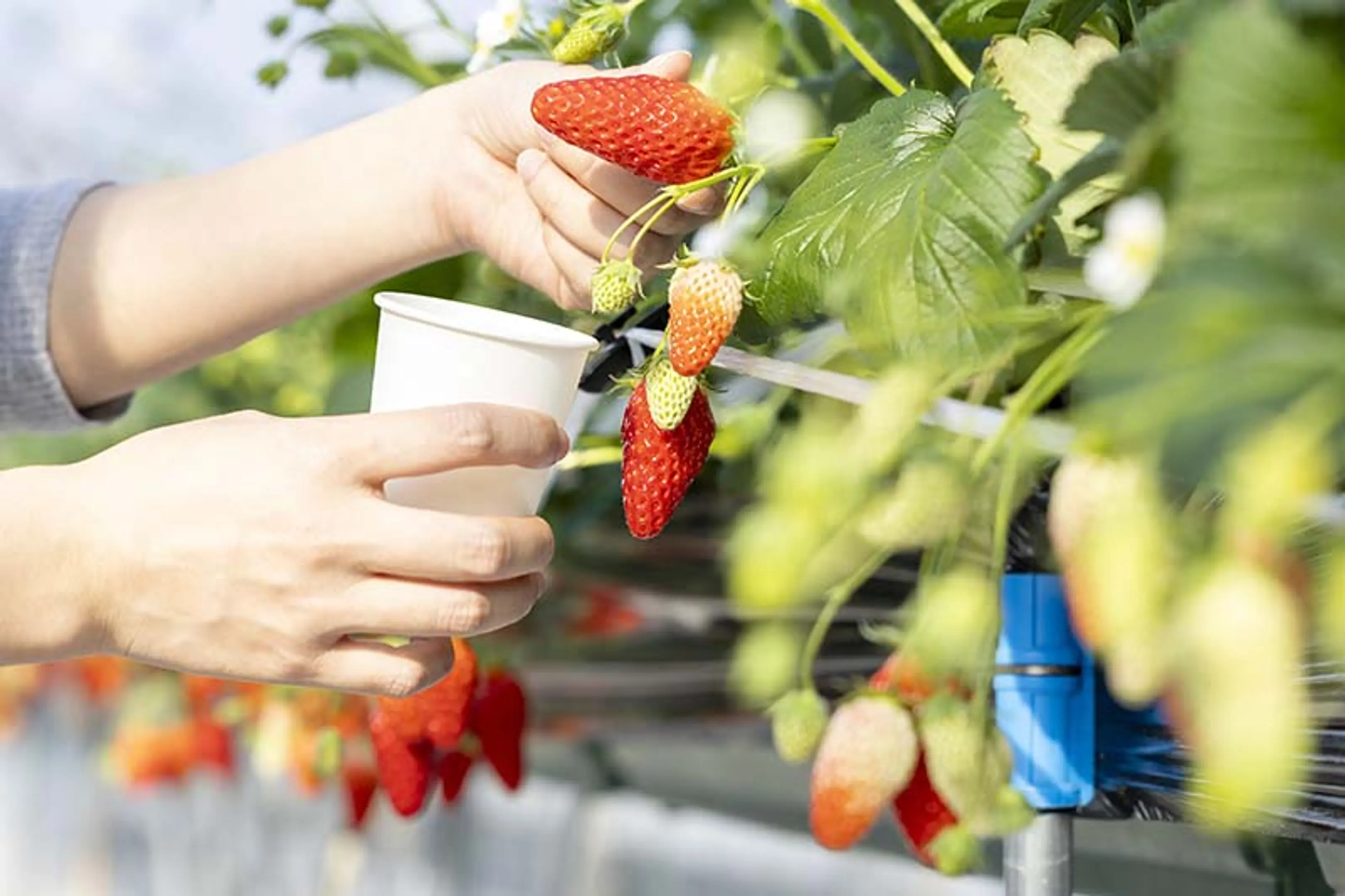 メルキュール京都宮津リゾート&スパ