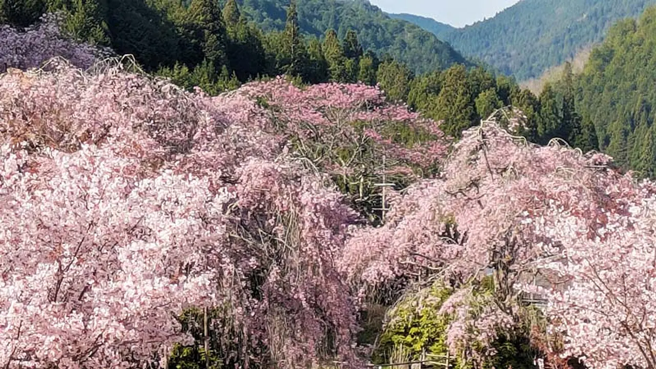【宝泉寺】桜