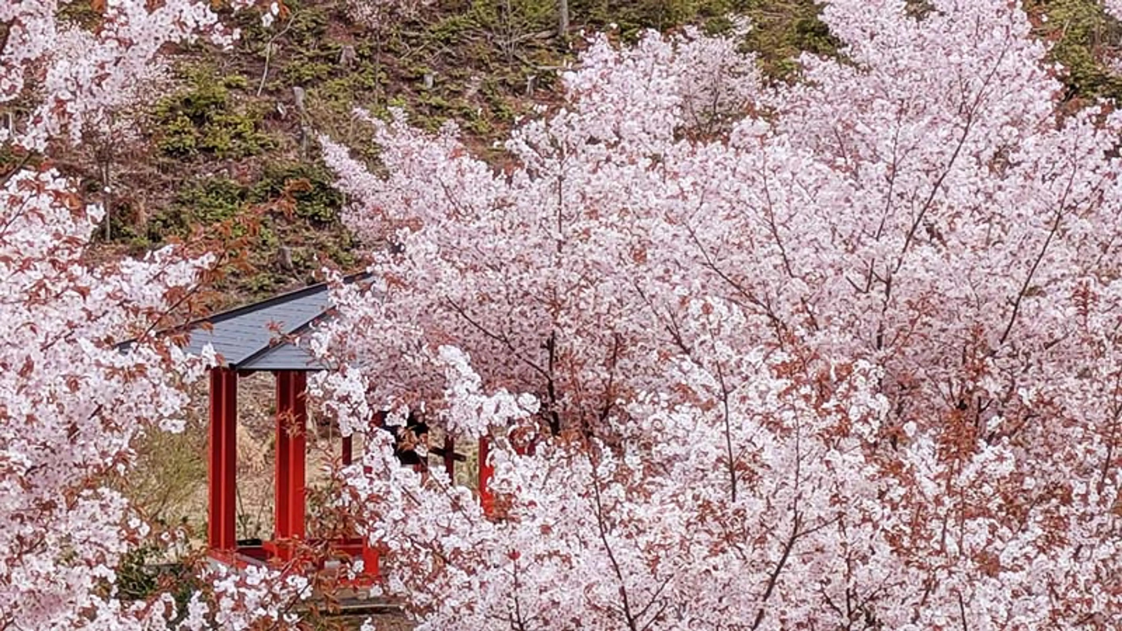 【宝泉寺】桜
