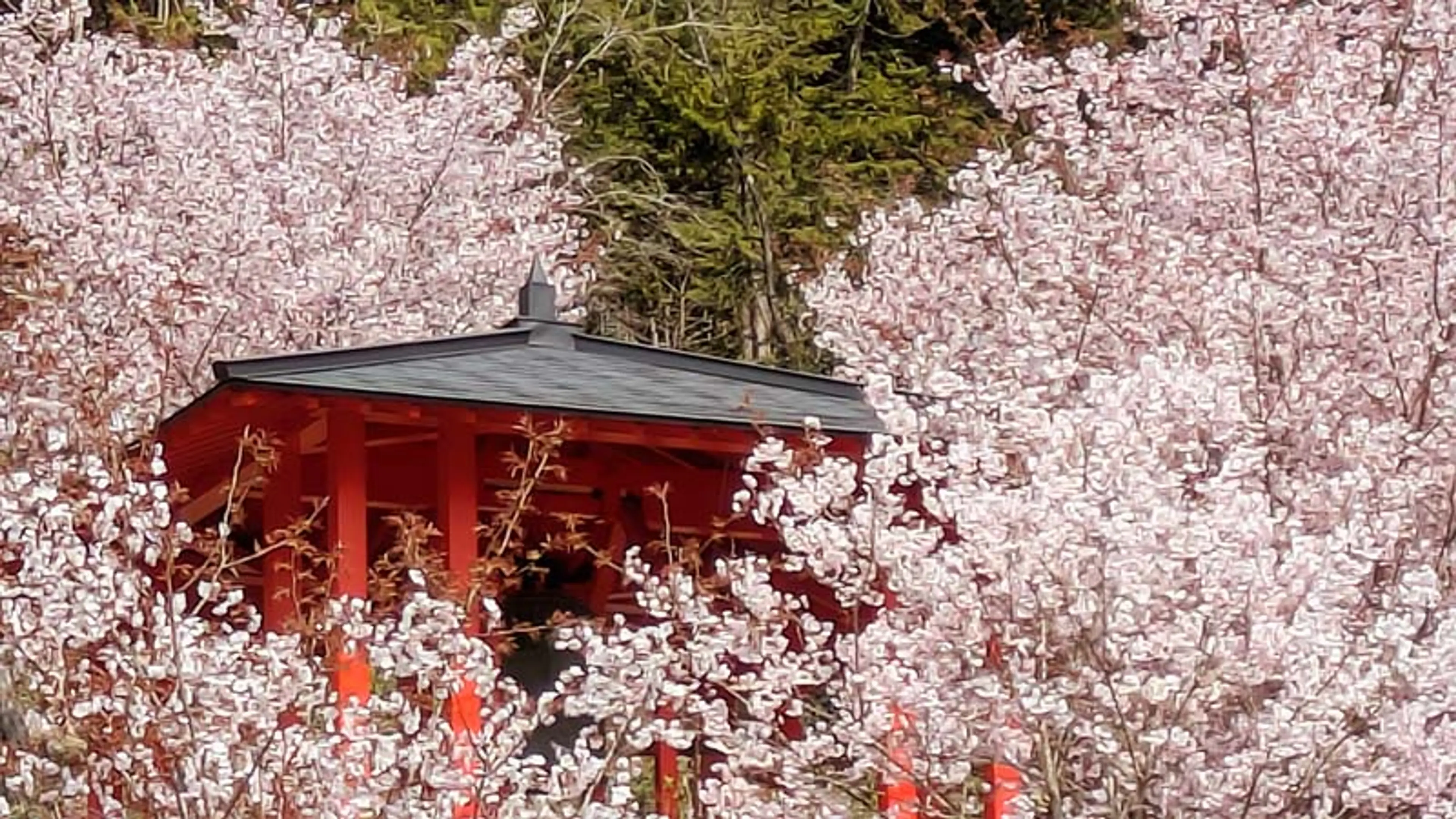 【宝泉寺】桜