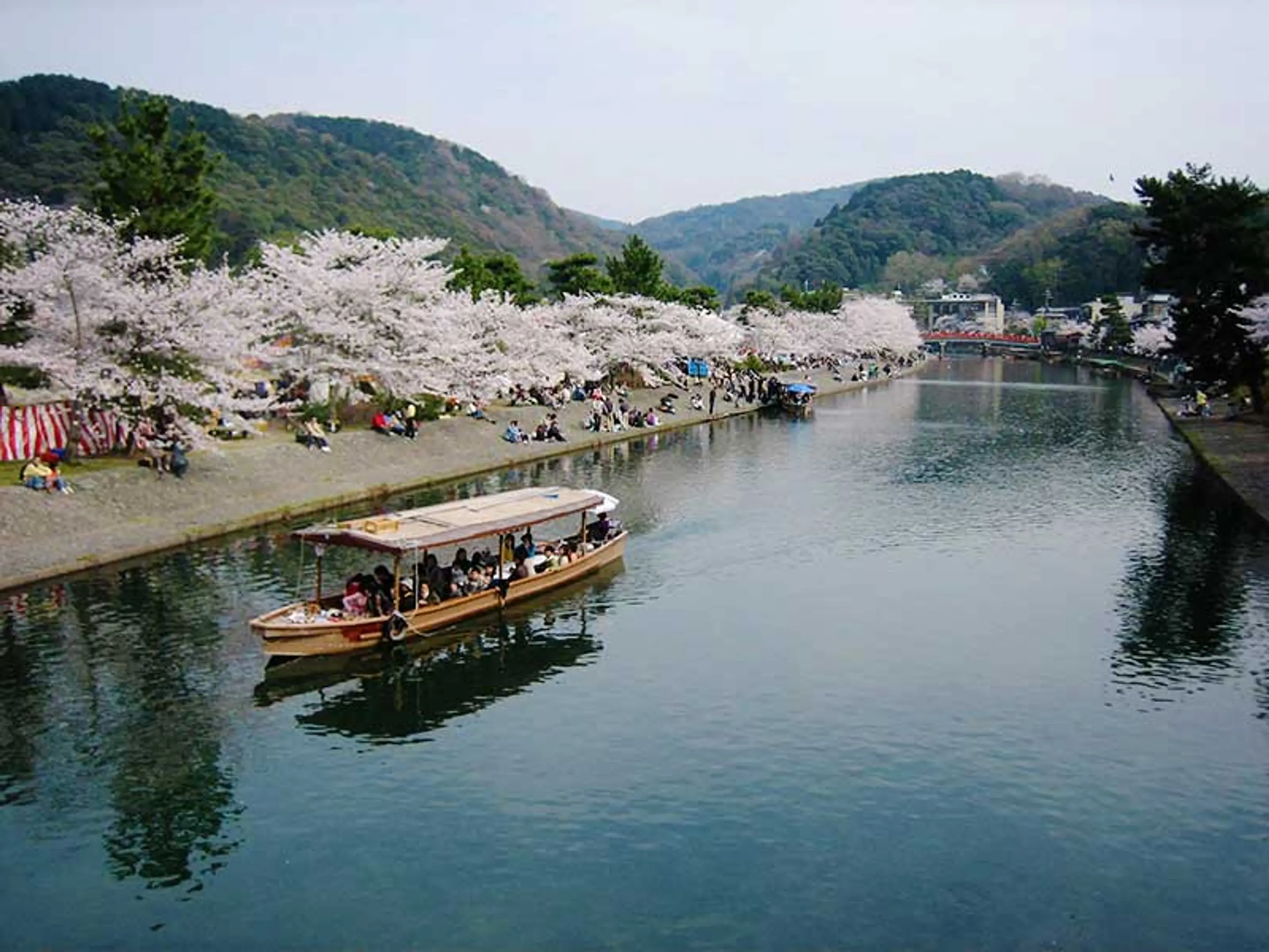 宇治川さくらまつり