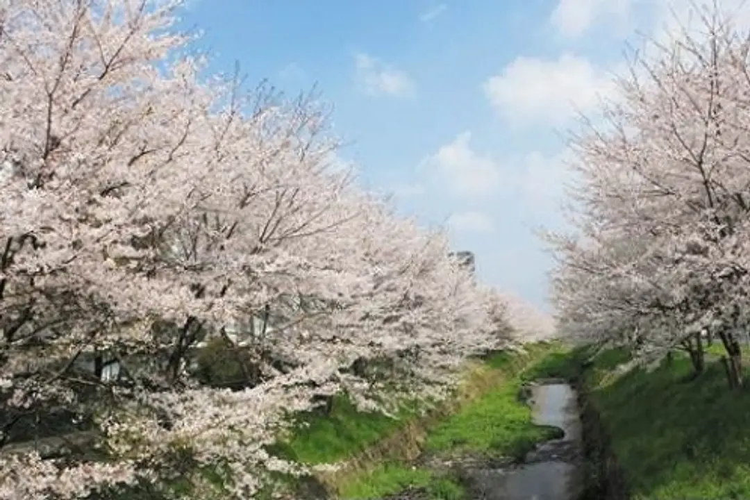 【防賀川沿い】桜