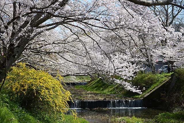 玉川沿いのソメイヨシノ