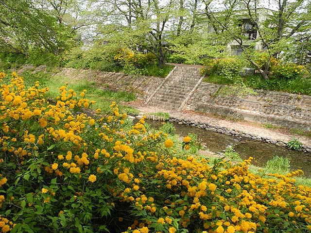 桜に続き、山吹が咲き乱れ、人の目を和ませる