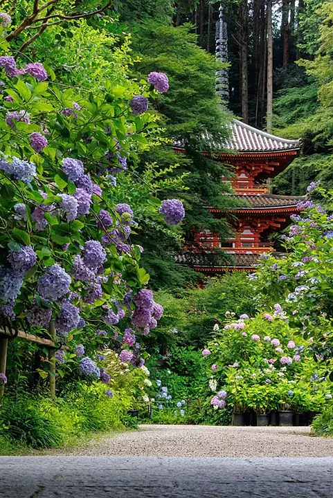 岩船寺早朝あじさい撮影ツアー