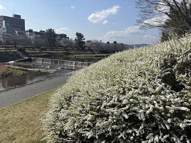 鴨川デルタから少し賀茂川沿いを歩くと、ユキヤナギも咲き誇っていました