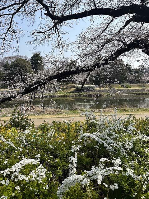 ソメイヨシノとユキヤナギの競演。木の下ではのんびり昼寝をする人も