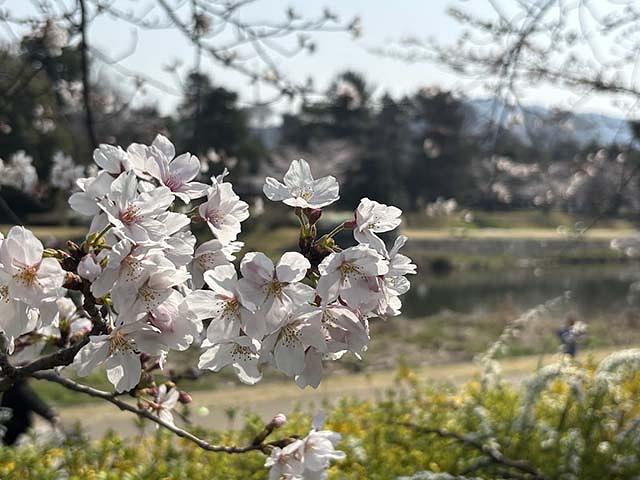 桜を愛でながら歩くと、ついつい立ち止まってしまいます