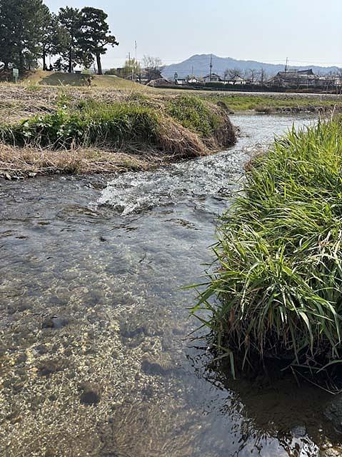 川辺に近寄ると、こんなに透明度が高く美しい水の流れに触れられます