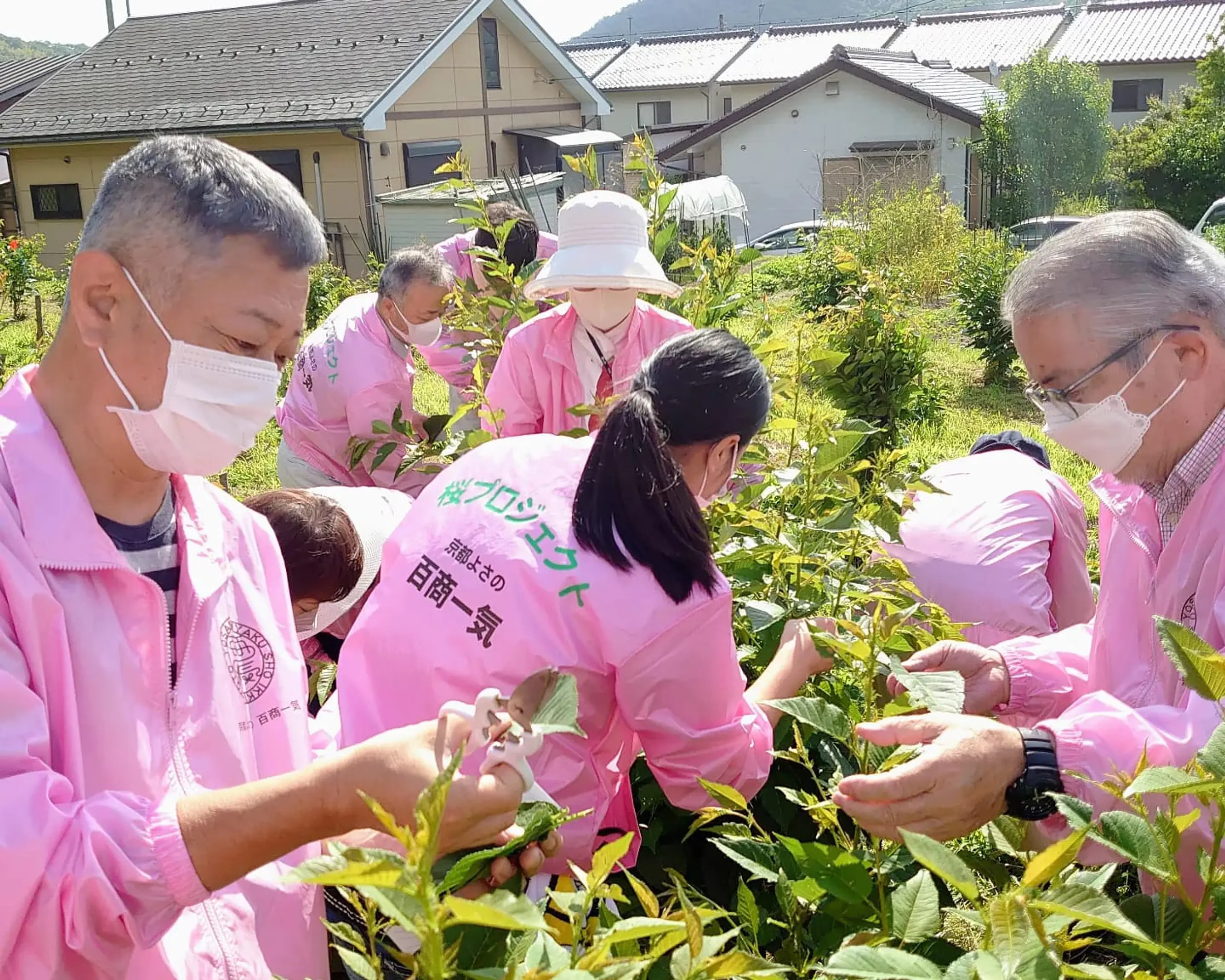 百商一気「桜プロジェクト」　～与謝野の食べる桜～