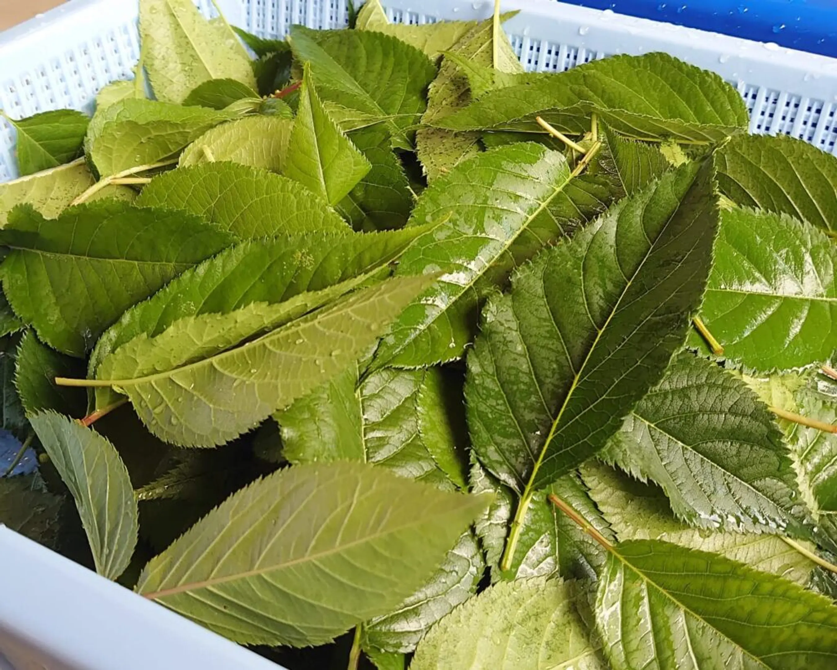 百商一気「桜プロジェクト」　～与謝野の食べる桜～