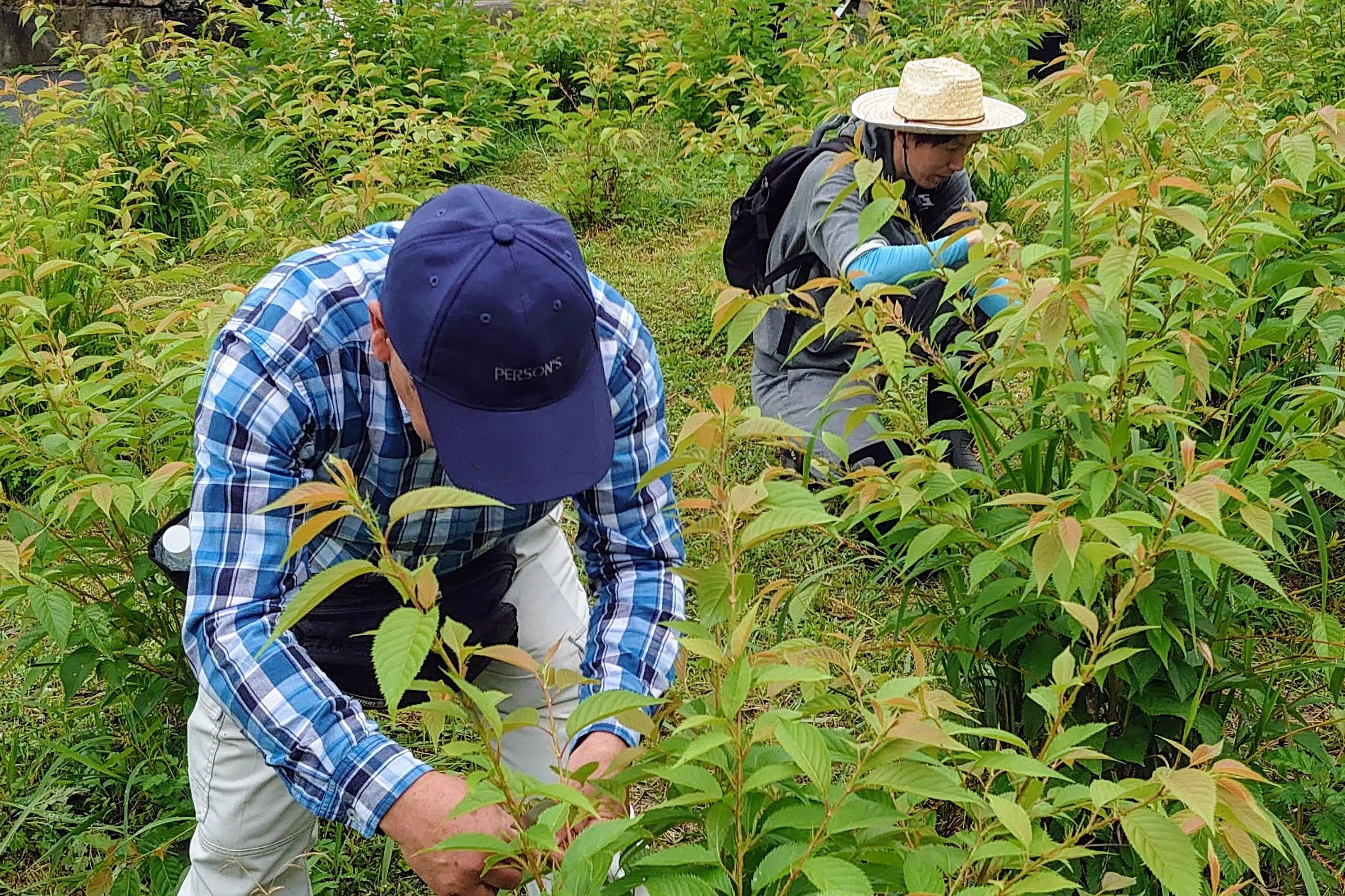 百商一気「桜プロジェクト」　～与謝野の食べる桜～