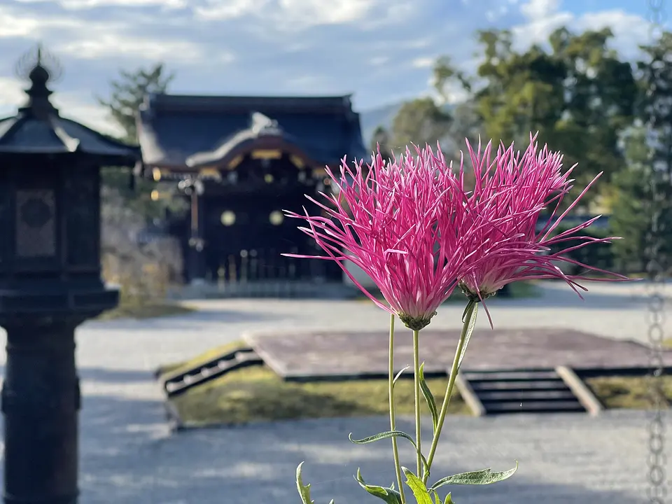 嵯峨菊　ピンク
